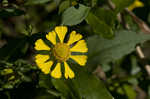 Common sneezeweed